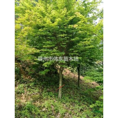 無患子，浙江無患子價格，各規格無患子