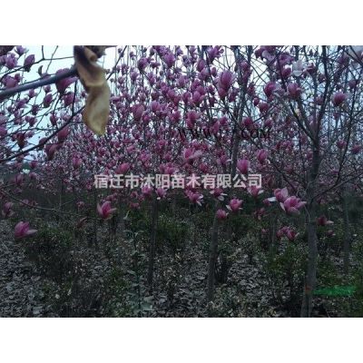 日本櫻花價(jià)格_日本櫻花產(chǎn)地_日本櫻花綠化苗木苗圃基地