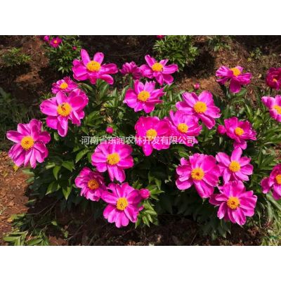 河南東潤農林櫻花樹6-10公分低價處理