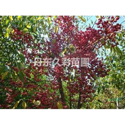 日本櫻花哪個產地好/去哪里能買到既便宜質量又好的樹苗