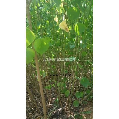 櫻花樹規(guī)格 櫻花小苗價格 易成活櫻花