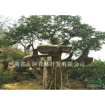 供應30-40公分樸樹