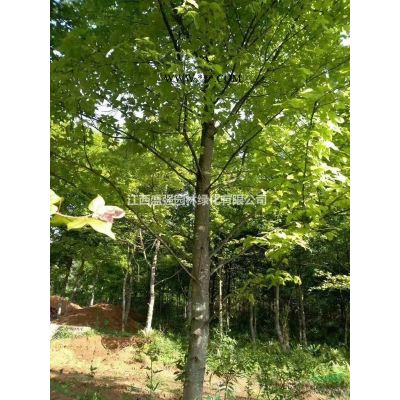 櫻花8公分，9公分，10公分，分枝1.2米