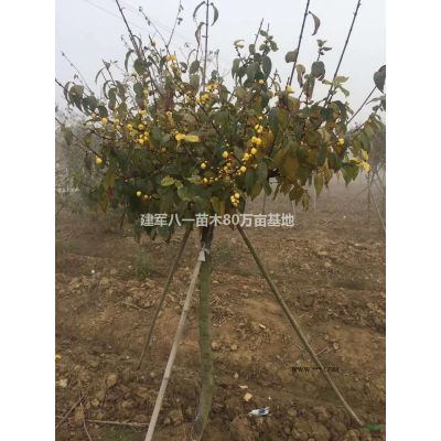 建軍八一苗木基地銀杏；批發價格 圖片