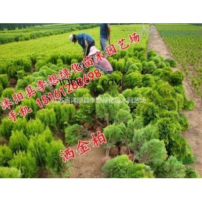 供應(yīng)銀杏樹苗1-3公分