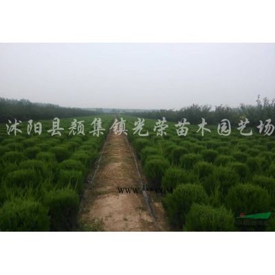江蘇欒樹，泡桐，丁香，紫薇，五彩錦帶，銀杏新價格