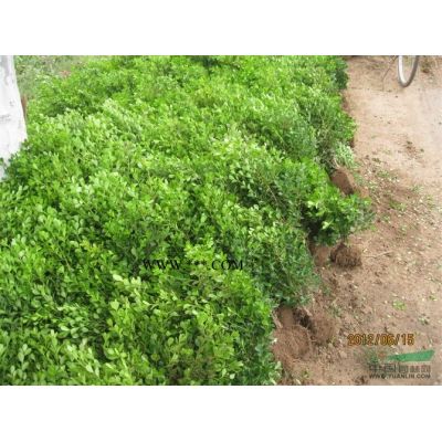 叢生紫薇 紅花紫薇 大小紫薇 江蘇紫薇價格行情報價/紫薇