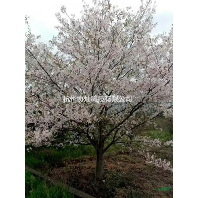 供應(yīng)冠幅2.5米叢生紫薇/冠幅3.5米叢生紫薇冠幅4.5米