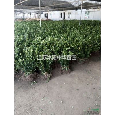 供應、銀杏、法桐、紫葉桃、碧桃、木瓜