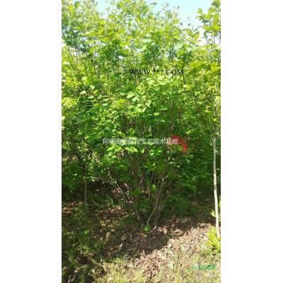 供應叢生玉蘭、叢生黃櫨、叢生紫薇、叢生山茱萸、叢生月季等0