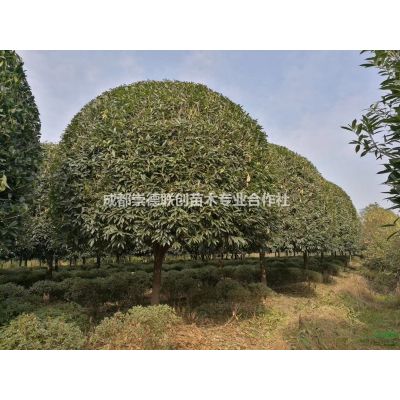 四川成都銀杏基地2-30公分規格*19年新價格