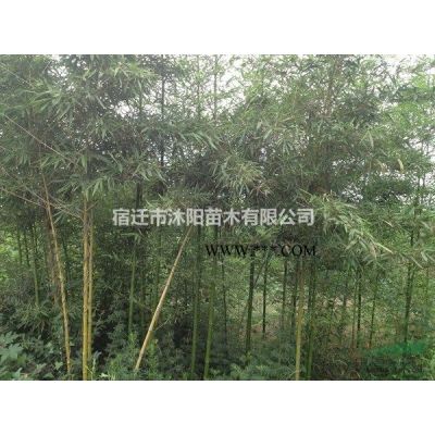 馬褂木價格_馬褂木圖片_馬褂木產(chǎn)地_馬褂木綠化苗木苗圃基地