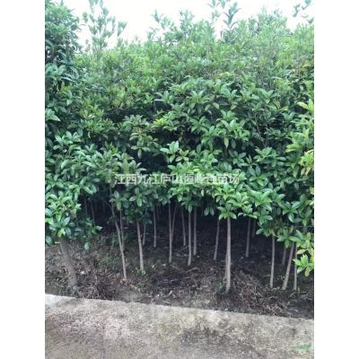 美國紅葉紫薇30量2-3公分