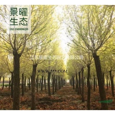 江蘇景曜生態/苗圃基地供應/馬褂木/圖片/貴州基地直銷/價格