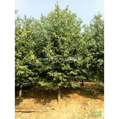 紅楓小苗D2,20；D3,30；D4cm,50