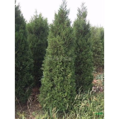 馬褂木4*新價格/馬褂木4報價