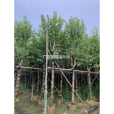 優質特價小葉紫薇產地直銷