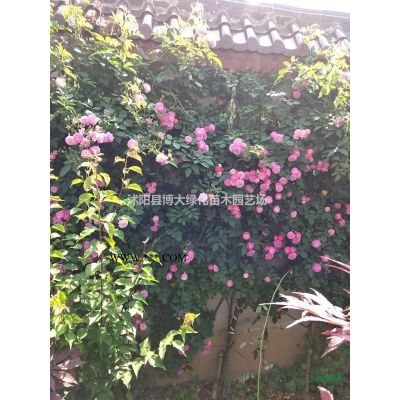 馬褂木基地價格報價圖片/江蘇馬褂木*新價格報價