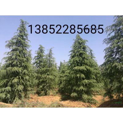 南京5公分6公分紫薇多少錢一棵