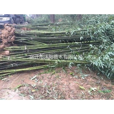 欒樹價格_欒樹圖片_欒樹產(chǎn)地_欒樹綠化苗木苗圃基地