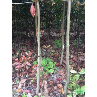 供應截桿香樟、供應紫薇、冬青苗（球）黃楊苗、黃楊球類