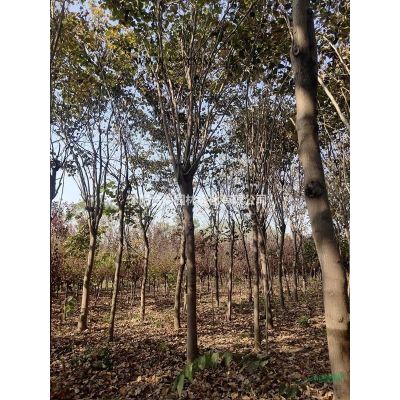 大量供應(yīng)黃山欒樹 南欒 欒樹小苗多少錢一株 價(jià)格表圖片