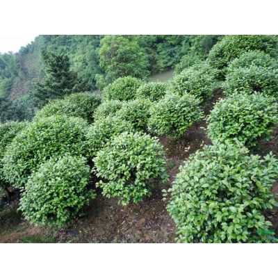供應(yīng)紫薇，造型紫薇，紫薇價格，哪里紫薇好