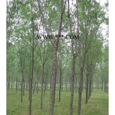 肥西低價供應精品紅葉李！2到30公分！歡迎選購！