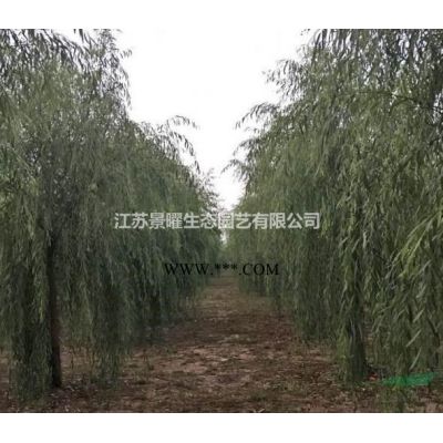 江蘇景曜生態苗木基地/供應紫葉李、紅葉李、太陽李/圖片/價格