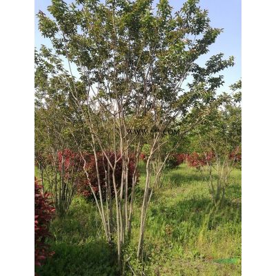 地徑6-8公分紅葉李\西府海棠，200-400cm叢生紫薇大量銷售