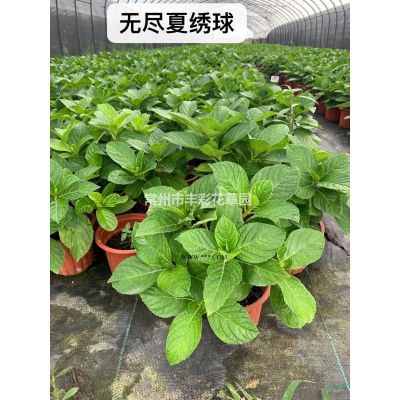 黃山欒樹圖片/黃山欒樹報(bào)價(jià)