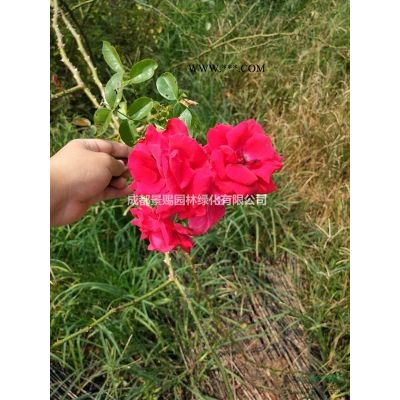 高分支紅葉李，紅葉李小規格，紅葉李工程苗