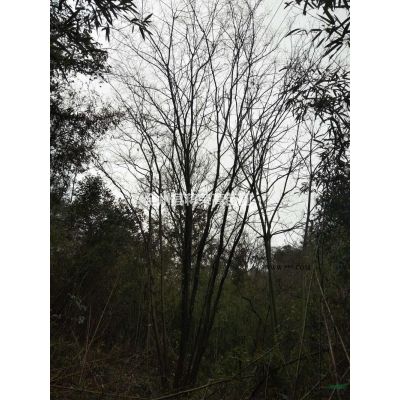 廣西欒樹形態特征 廣西欒樹報價/供應