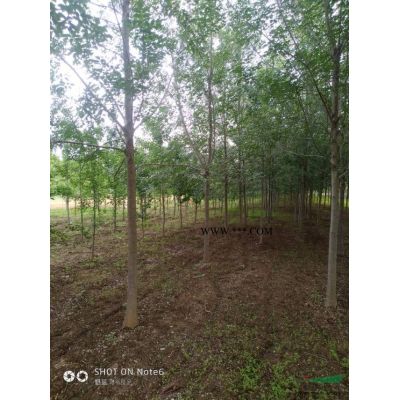 山東地里苗圃紅葉李出售