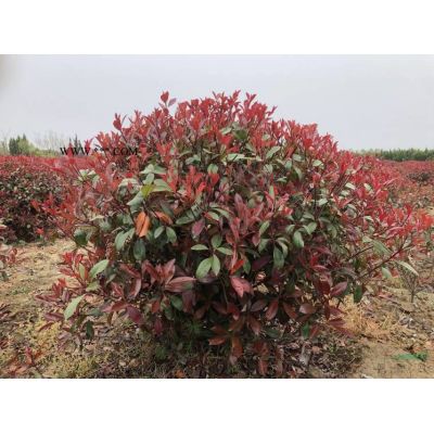 本基地有很多的5公分路數 安徽5公分欒樹 安徽6公分欒樹 安