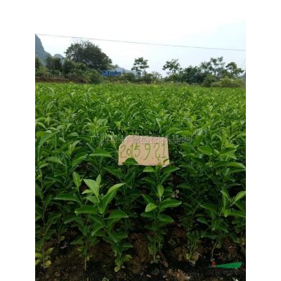 廣西紅葉李小苗介紹