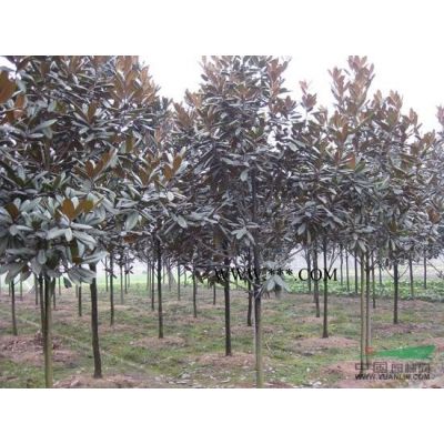 浙江黃山欒樹信息