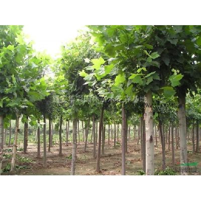 陜西供應成都甘肅寧夏紅葉李10公分2000株