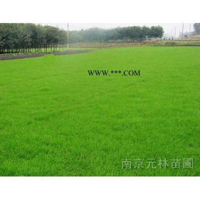 江蘇全冠欒樹，南京節桿黃山欒報價，黃山欒樹介紹，土石楠