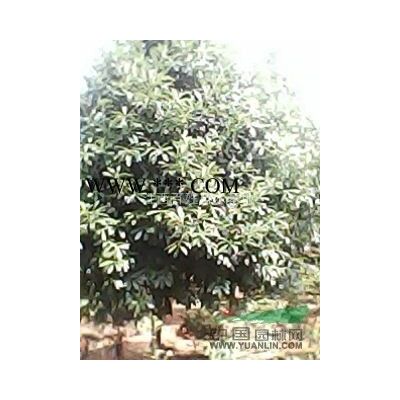 出售當年欒樹小苗