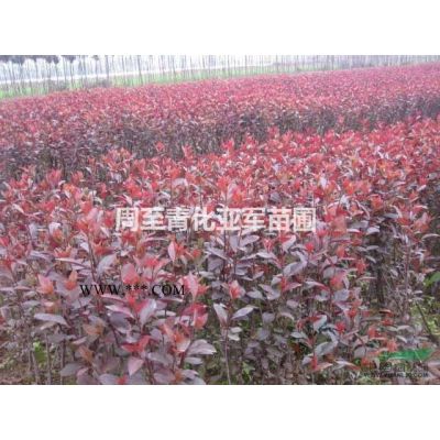 陜西營養(yǎng)缽密枝紅葉李，陜西叢生紅葉李價格