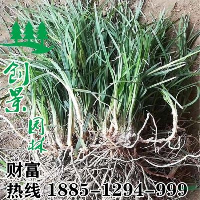 櫸樹 常年大量優(yōu)質(zhì)大葉櫸樹、5公分-12公分 規(guī)格*