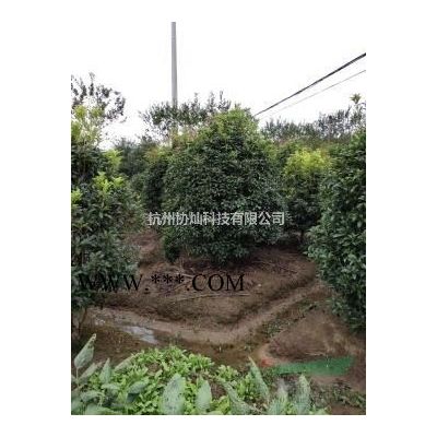 供應(yīng)精品大規(guī)格無(wú)患子14-35公分出售