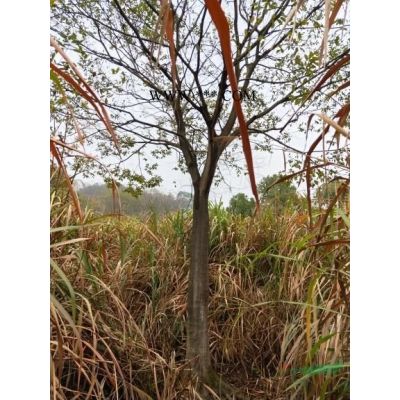 紅楓，雞爪槭，櫸樹(shù)，樸樹(shù)，厚樸，楠木，紅豆種子