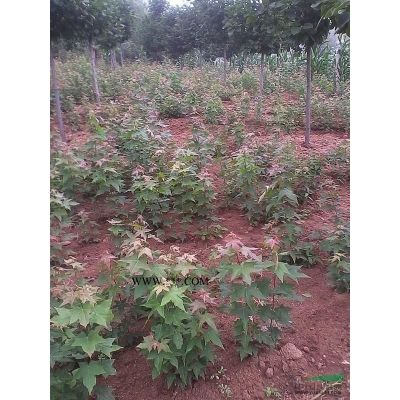 南欒，欒樹(shù)