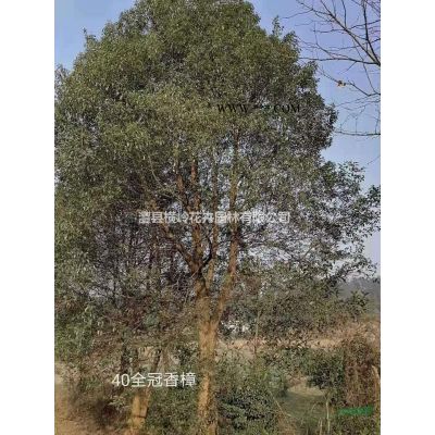 鄉(xiāng)土皂角樹，樸樹，櫸樹，烏桕樹，欒樹，馬桂木都有。
