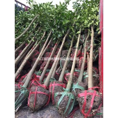 九江紅櫸小苗基地，櫸樹苗的價格