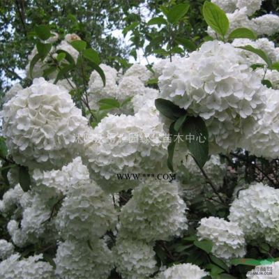 優質行道樹 風景樹 綠化苗木 欒樹 欒樹苗 貨源足價格低