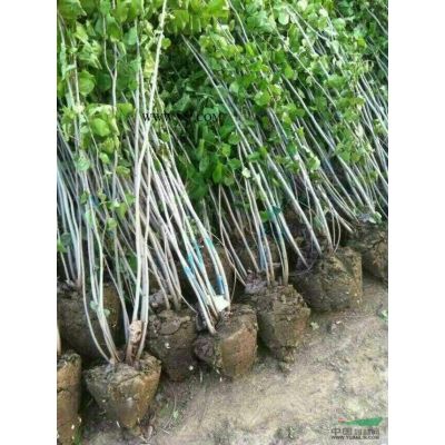 金葉榆、白臘、合歡、楊樹、水杉、榆樹、無患子、紫葉李、木槿