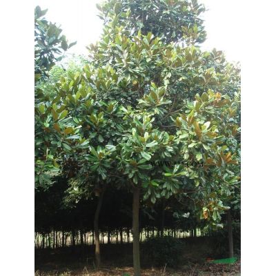 無患子：無患子價格無患子基地供應(yīng)10-15公分無患子行情好